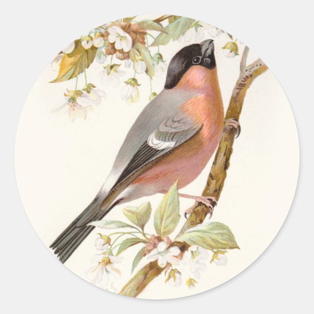 Adesivo Redondo Familiar Wild Birds Swaysland Great Bullfinch (Frente)