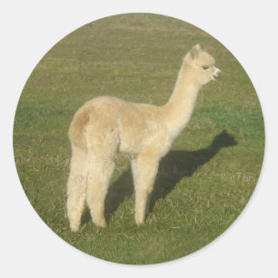 Adesivo Redondo Fawn alpaca