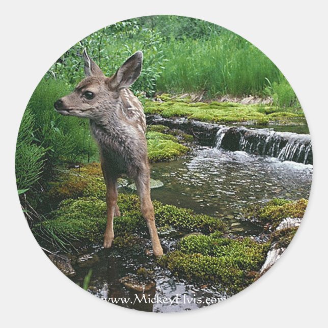 Adesivo Redondo Fawn Baby Deer Perdido (Frente)