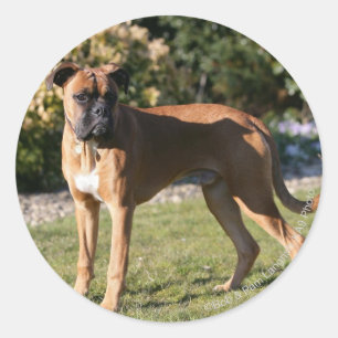 Adesivo Redondo Fawn Boxer Dog Stander
