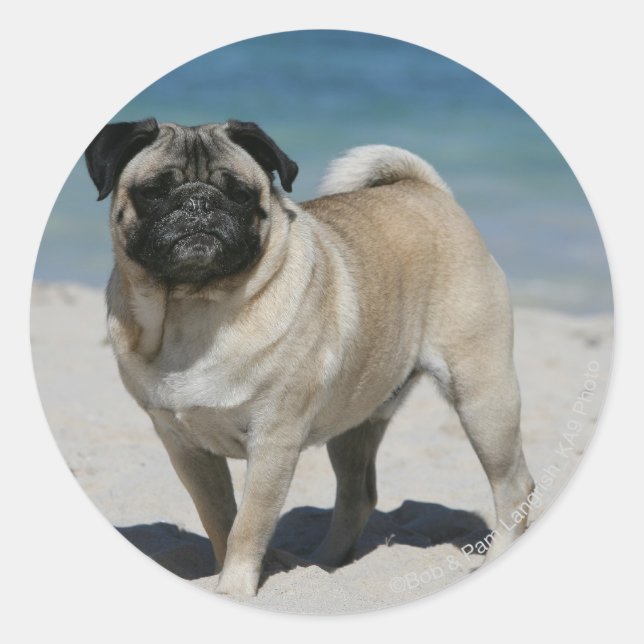 Adesivo Redondo Fawn Pug na praia (Frente)