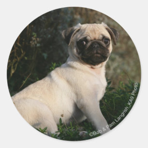 Adesivo Redondo Fawn Pug Puppy Sentado
