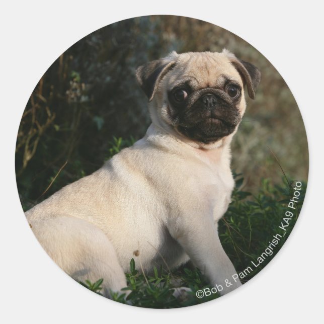 Adesivo Redondo Fawn Pug Puppy Sentado (Frente)