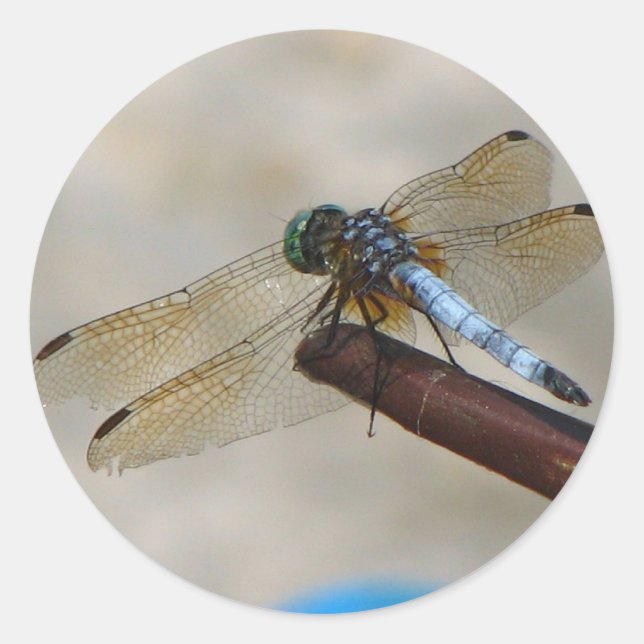 Adesivo Redondo Fechar Dragonfly (Frente)