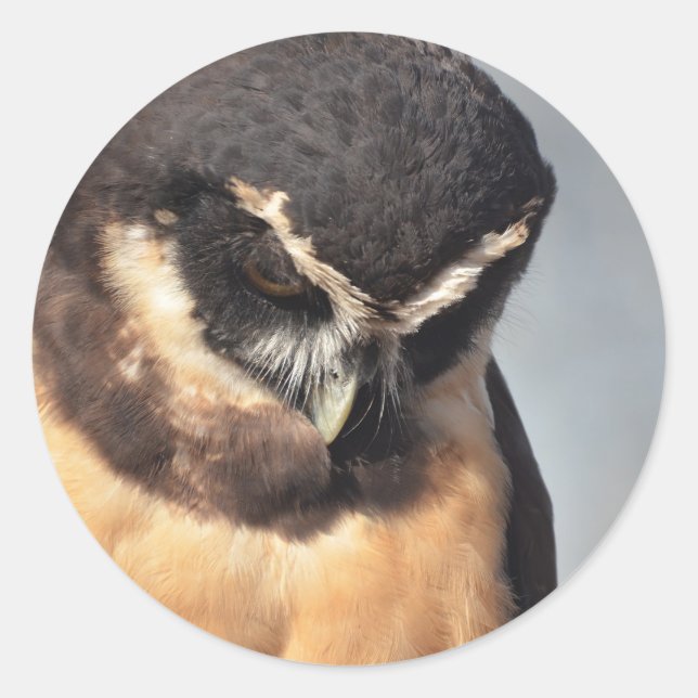 Adesivo Redondo Feche a Coruja Espetacular olhando para baixo port (Frente)
