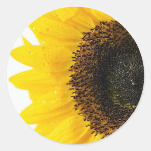 Adesivo Redondo Feche acima da imagem do girassol