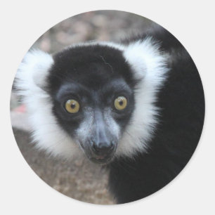 Adesivo Redondo Feche acima de um Lemur preto e branco de Ruffed