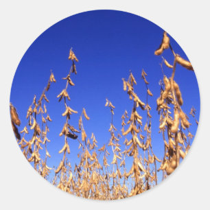 Adesivo Redondo Feijões de soja