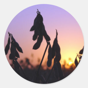 Adesivo Redondo Feijões de soja no por do sol