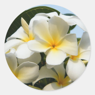 Adesivo Redondo Felicidade do Frangipani