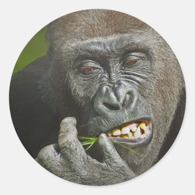 Adesivo Redondo Feliz ano novo da Astrologia dos Monkey Gorilla (Frente)