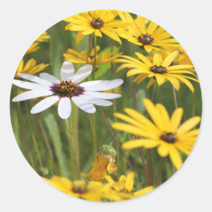 Adesivo Redondo Feliz Flores Amarelas Brilhantes Vestidas Vestidas