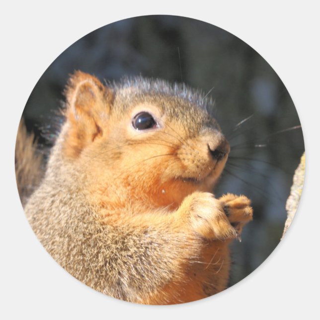 Adesivo Redondo Felpudo (Frente)