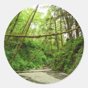 Adesivo Redondo Fern Canyon I no Parque Nacional Redwood