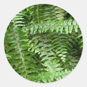 Adesivo Redondo Fern Frontes I Green Nature
