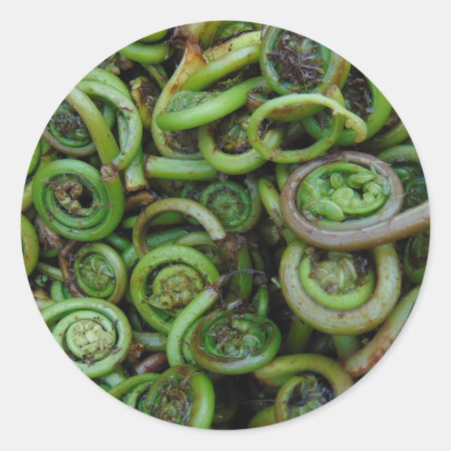 Adesivo Redondo Fiddlehead Ferns (Frente)