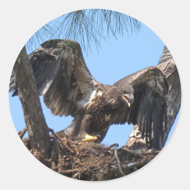 Adesivo Redondo Fierce Young Eagle Stickers (Frente)