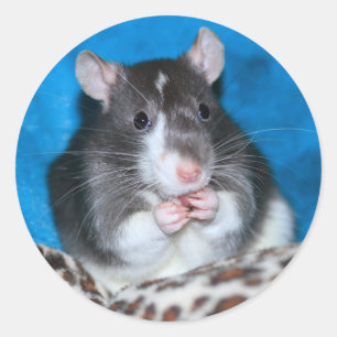 Adesivo Redondo Figaro Rattie 3" Sticker