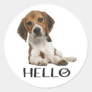 Adesivo Redondo Filhote de Beagle Fofo Olá Pensando em Você Amizad