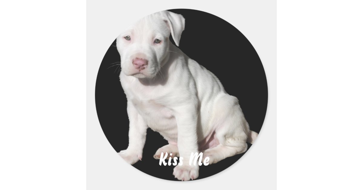 Adesivo Redondo Filhote De Cachorro Branco De Pitbull Do Bebe Zazzle Com Br