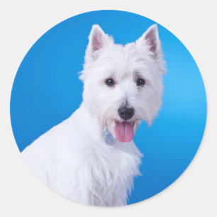Adesivo Redondo Filhote de Cachorro Branco do West Highland