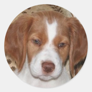 Adesivo Redondo Filhote de cachorro de Brittany
