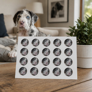 Adesivo Redondo Filhote de cachorro de great dane dos olhos azuis