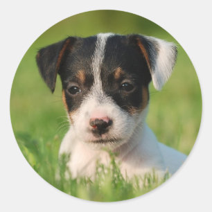 Adesivo Redondo Filhote de cachorro de Jack Russell Terrier