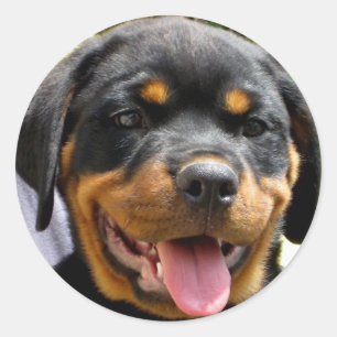 Adesivo Redondo Filhote de cachorro de Rottweiler