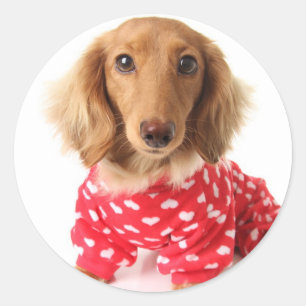 Adesivo Redondo Filhote de cachorro do Dachshund que veste o