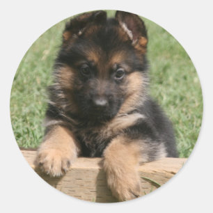 Adesivo Redondo Filhote de cachorro do german shepherd
