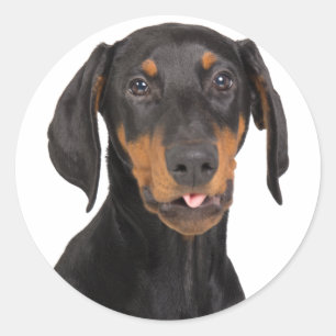 Adesivo Redondo filhote de cachorro do pinscher do doberman
