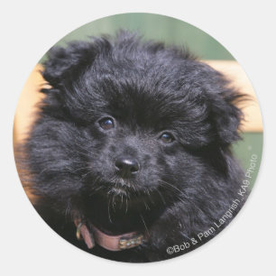 Adesivo Redondo Filhote de cachorro preto de Pomeranian