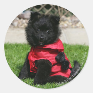 Adesivo Redondo Filhote de cachorro preto de Pomeranian que olha a