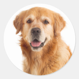 Adesivo Redondo Filhote de Cachorro Retriever Dourado - Olá Amor