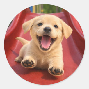 Adesivo Redondo Filhote Feliz de Labrador Amarelo Deslizando num e
