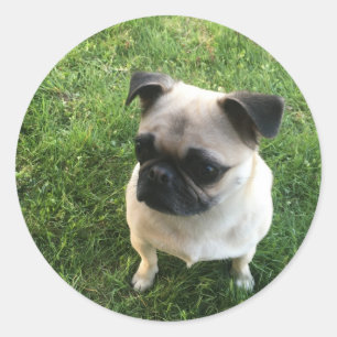 Adesivo Redondo Filhote Pug