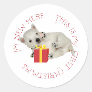 Adesivo Redondo Filhote Westie Primeiro Natal