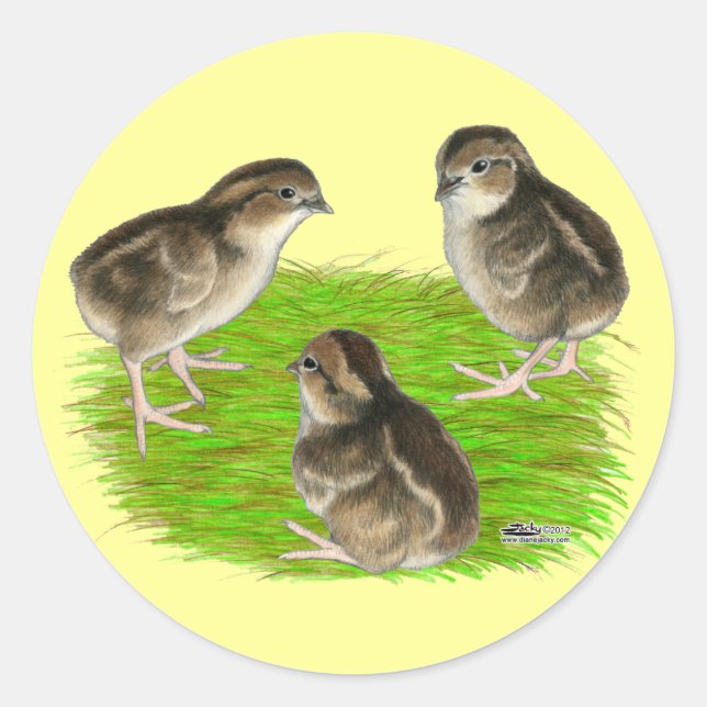 Adesivo Redondo Filhotes de Codorna Bobwhite (Frente)