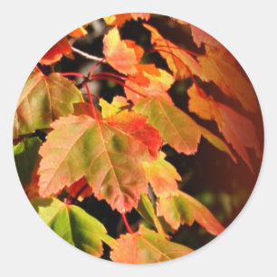 Adesivo Redondo Fim Rústica No Invólucro De Casamento De Casamento