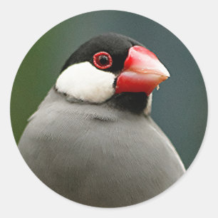 Adesivo Redondo Finch Java