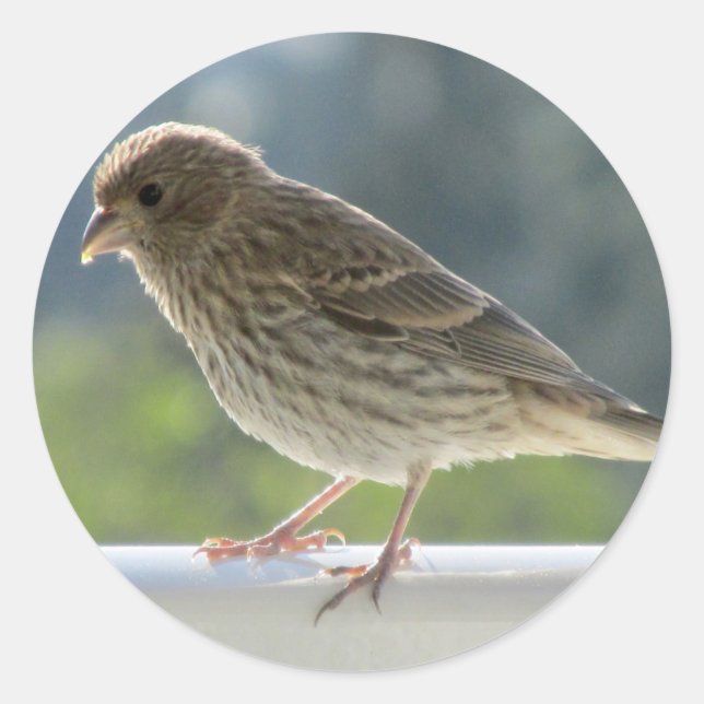 Adesivo Redondo Finch no Sol da Manhã. (Frente)