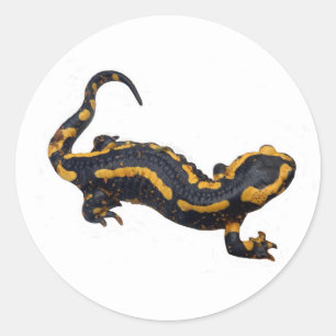 Adesivo Redondo Fire Salamander Sticker