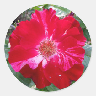 Adesivo Redondo Firecracker Rosa ~ Solteiro Bloom