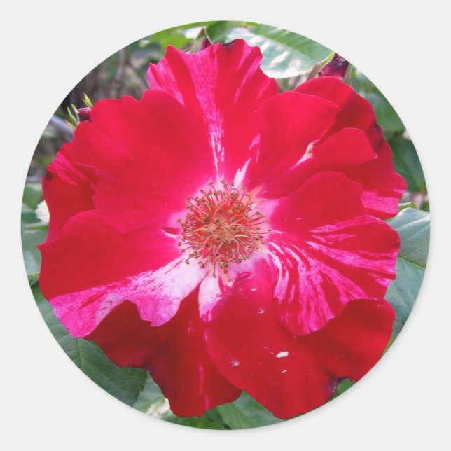 Adesivo Redondo Firecracker Rosa ~ Solteiro Bloom (Frente)