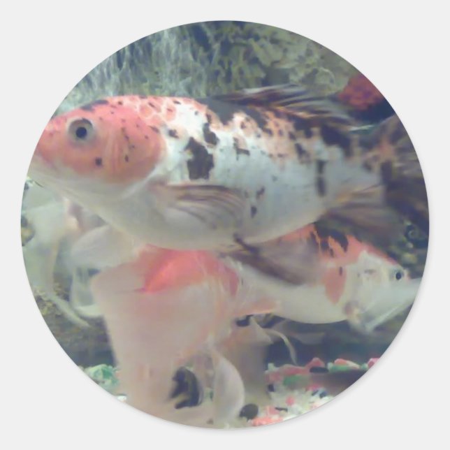 Adesivo Redondo Fish Koi Round Sticker (Frente)