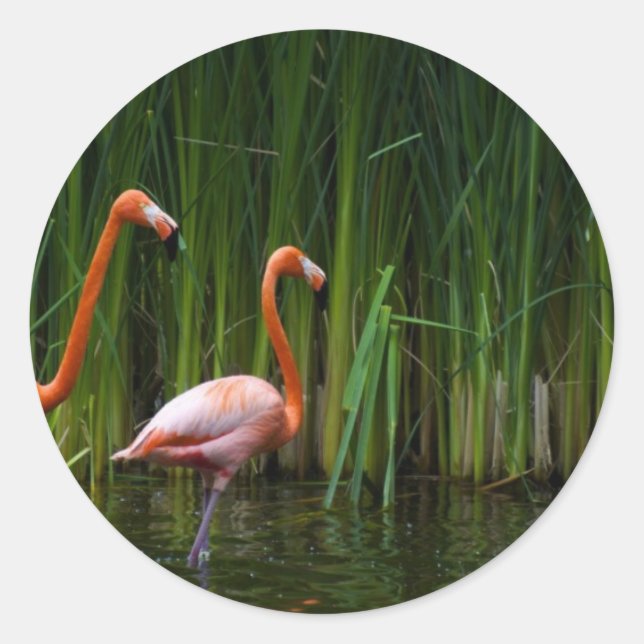 ADESIVO REDONDO FLAMINGO ROSA (Frente)