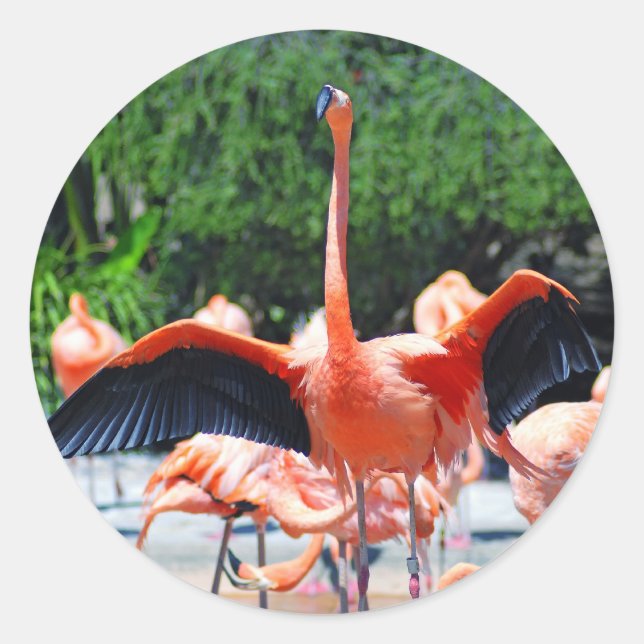 Adesivo Redondo Flamingo Round Sticker (Frente)