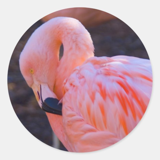 Adesivo Redondo Flamingo Sticker (Frente)