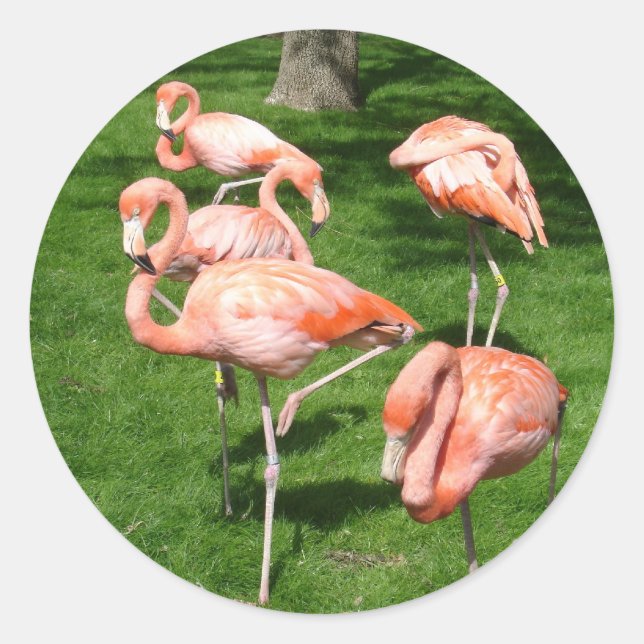 Adesivo Redondo Flamingos Rosa (Frente)